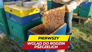 Pierwszy oblot pszczół oraz wgląd do uli.