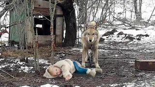 Дикого волка 3 года держали на цепи, пока он не сбежал. Но вскоре он вернулся, чтобы сделать это