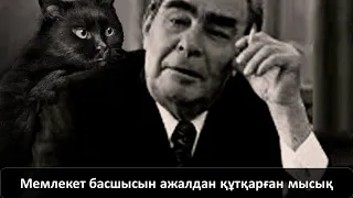 Мемлекет басшысын ажалдан құтқарған мысық