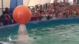 дельфины играют с мячом, Московский дельфинарий в Калининграде