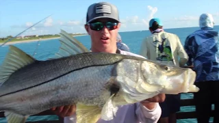 INSANE Juno Snook Action! Every Bait Got Ate! 60+ Fish!