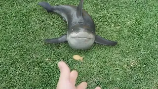 Baby shark grab a snack in slow motion