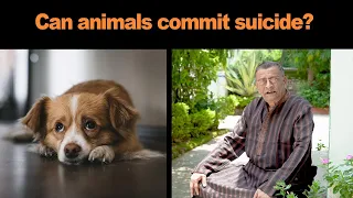 Can Animals commit suicide?