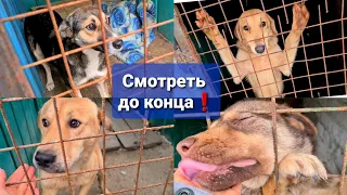 Мы узнали куда забирали собак после отстрела? Персик жив!🥺Вывозят в поля на смерть🤦‍♀️ ДО КОНЦА!!!