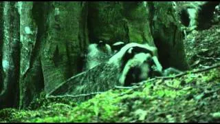 Wild Scottish Badgers: young cubs playing