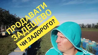 💥Чому пасічник продає мед задешево?