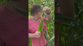 How to know when to pick corn!!! 🌽      #homestead #corn #garden #harvest #needtoknow