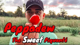 A Peppadew from MattsPeppers! This is a Pepper for Everyone | Pepper Review