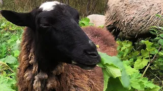Giant hogweed, sheeps and global warming