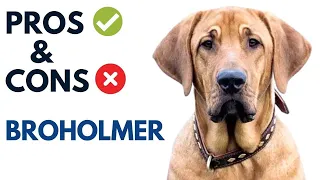 Broholmer Pros and Cons |  Danish Mastiff Advantages and Disadvantages