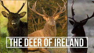 THE DEER OF IRELAND - A BRIEF Look at IRELAND'S three DEER Species -WHICH is your favorite ?