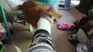 Cat Loves On My Foot