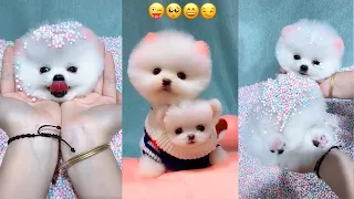 Mini Pomeranian - Cute and Funny Pomeranian Videos #2