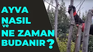 ayva nasıl budanır. ayva ne zaman budanır. #ayva #tropikaltopraktv