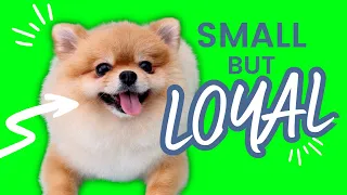 Top 10 Most Loyal Small Dog Breeds- Dogs 101