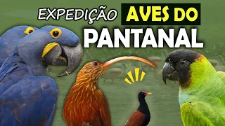 AVES do PANTANAL | Passarinhando em busca dos PÁSSAROS mais interessantes | Psitacídeos e aquáticas