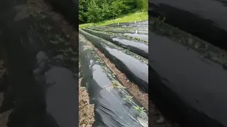 Правильные грядки для батата! В домашних условиях.