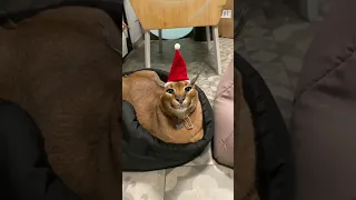 Merry Christmas!😸❤️