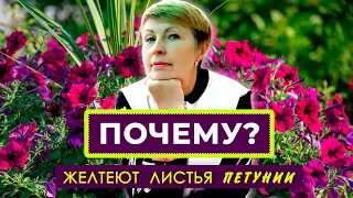 ПОЧЕМУ желтеют листья у петунии? Как бороться с хлорозом петунии?