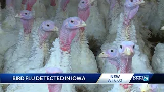 Bird flu detected in Iowa poultry flock