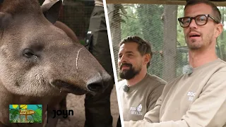 Joko & Klaas treffen Pablo den Tapir | Joko & Klaas im Zoo