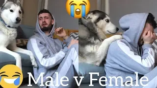 Funny Male v Female Husky Reaction to me Crying!! (PRANK) (BEST REACTIONS EVER)