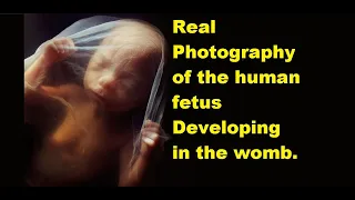 Real Photography of the human fetus growing in the womb.