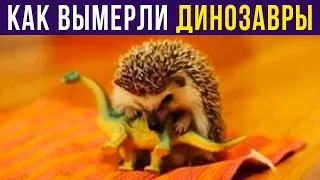 Приколы с животными. КАК ВЫМЕРЛИ ДИНОЗАВРЫ | Мемозг #430