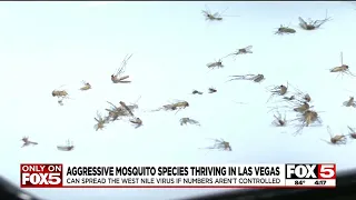 Aggressive mosquito species thriving in Las Vegas