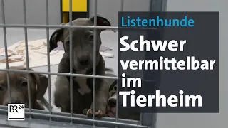 Schwer vermittelbar: Befreite "Listenhunde" im Tierheim | Abendschau | BR24