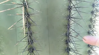 The Saguaro Cactus