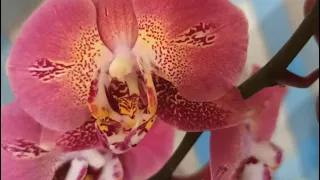 Орхидея Phalaenopsis Leco Fantastic (Леко Фантастик). Моё новое ,редкое чудо. Описание.