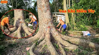 Vua Khỉ Miền Tây đã cưa hạ cây Xà Cừ như thế nào ? (phần cuối) . Cutting  nacre tree