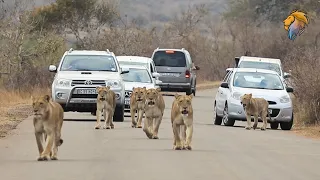 Lion Pride Blocking The Road at Kruger National Park | Latest Kruger Sightings