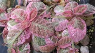 Episcia Tour 2021 and How I Grow Them