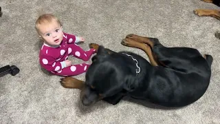 Rottweiler Protecting Baby