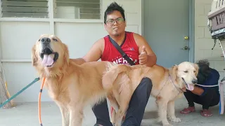 GOLDEN RETRIEVER DOG STUD SERVICE AT NALSIAN MANAOAG PANGASINAN