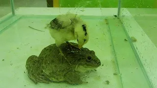 African bullfrog vs chicken WARNING LIVE  FEEDING!!!!