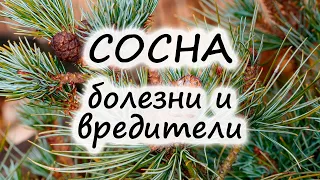 Болезни и вредители сосны: как лечить, как бороться | Флористикс Инфо