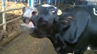 A Mother Dairy Cow Crying for Her Stolen Calf