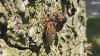 Some 17-Year Cicadas Emerging Early In Western Suburbs