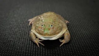 It is Wednesday, my dudes. Budgett's Frog