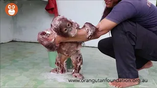 Bathtime Fun at OFI's Orphan Orangutan Care Centre, Central Kalimantan, Borneo