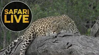 safariLIVE - Sunset Safari - June 13, 2018