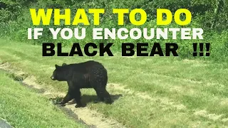 WHAT TO DO IF YOU ENCOUNTER A BLACK BEAR !!!