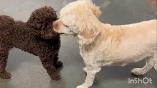 Trembling Dog Finally Lets Someone HoldHim | The Dodo