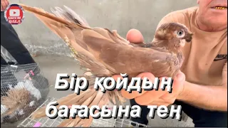 Көгершін. Тотықұс. Канарейка. Бөдене. Қаздың, үйректің, тауықтың балапандары