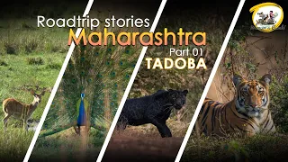 Roadtrip stories | TADOBA | Episode - 01 | Khutwanda Gate | Junona Gate