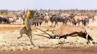 Terrible Battle! Antelope Herd Unleashes A Constant Attack On The Old And Weak Lion To Death