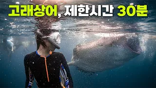 🇵🇭 고래상어 볼 수 있는 시간은 단 30분😱! 보홀 릴라 고래상어 투어 가기 전에 꼭 봐야 할 영상 | Bohol Whale Shark